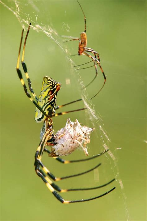 中国的黑寡妇（蜘蛛目Araneae 球蛛科Theridiidae 寇蛛属Latrodectus） - 知乎
