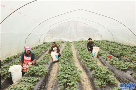 阿依河社区：“一村一品”促农业增效让农民增收-街道-彭水网