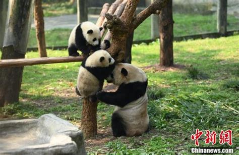 熊晓开，猫晓域！ 重庆动物园大熊猫龙凤胎有了大名_手机新浪网