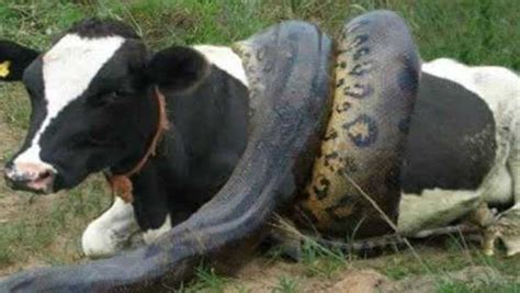 超级巨蟒吞食一头壮牛，感觉蟒蛇吃东西真痛苦，肚子都快要爆炸！_腾讯视频