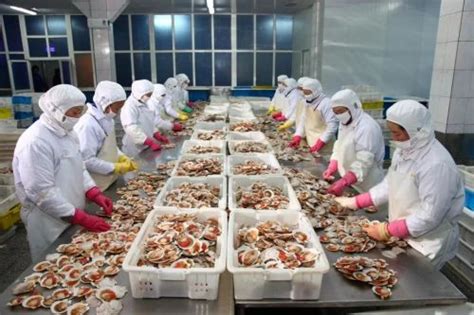 大连打造“中国海鲜预制菜之都” “长海扇贝”品牌叫响全国_中国发展网