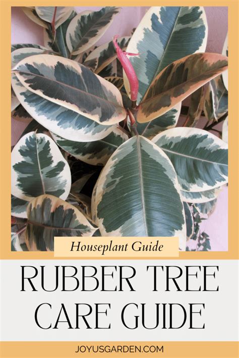 Rubber Plant Care: A Ficus Elastica Growing Guide