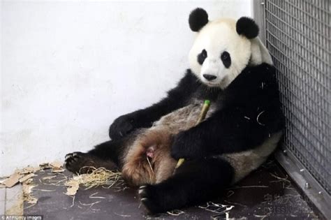 2016年首只海外大熊猫宝宝在比利时出生 网友的评论亮了 | 宠物天空