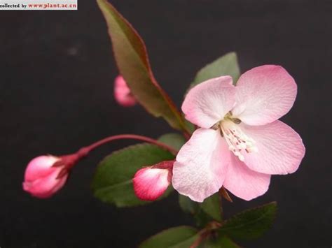 四季秋海棠的养殖方法和注意事项 - 花儿谷