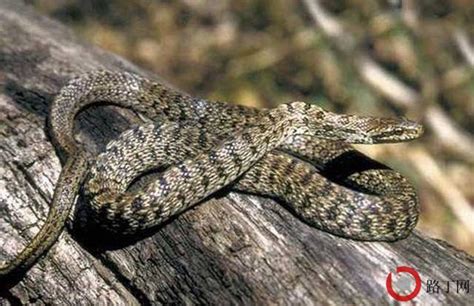 孟加拉眼镜蛇：虽有剧毒但是可被医学利用（丘陵中生活）-小狼观天下