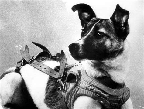 Nueve claves del vuelo de Laika, el primer animal en órbita - Eureka