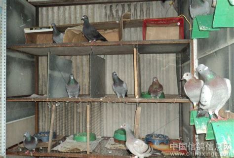 肉鸽的饲养阶段及阶段特点，从各个时期来分析 - 农敢网