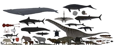 关于鲸的资料大全（鲸的进化史：鲸不是鱼！曾经也生活在陆地上，它和河马是近亲） | 说明书网