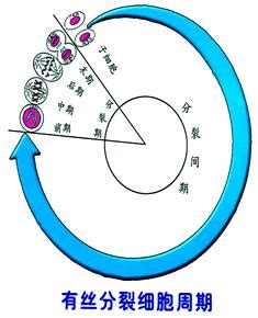 细胞增殖是生命体生长、发育、繁殖、遗传的基础。