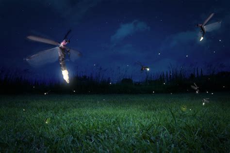 约起来！这些萤火虫观赏地美翻天-萤火虫,观赏,纯天然,田间,夜光-台州频道