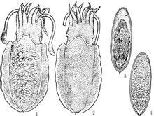 金乌贼 Sepia esculenta - 物种库 - 国家动物标本资源库