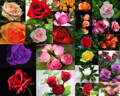 玫瑰花的特点，玫瑰花的形状,特点.颜色.气味各是什么