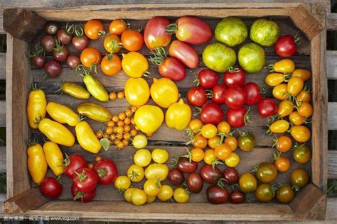 10种不同品种番茄，至少有七种你没见过！_扎诺