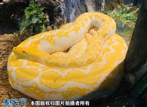 郑州街头“流浪”黄金蟒 被移交动物园安家_新浪图片