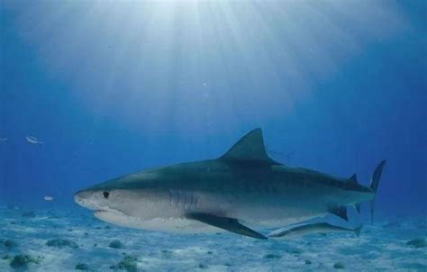 十大凶猛鲨鱼排名，虎鲨排第三，第二被称为噬人鲨_排行榜123网