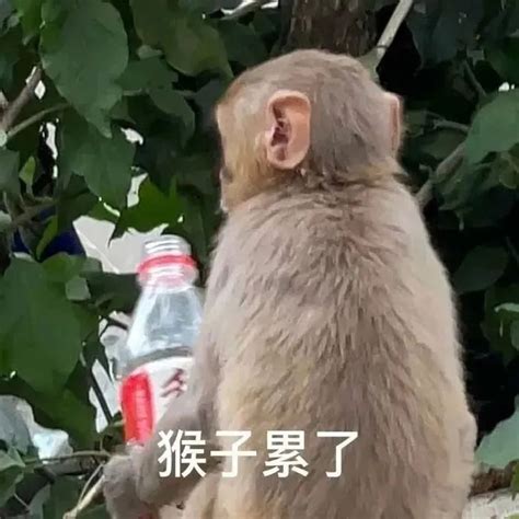 可爱沙雕𝙒𝙚𝘾𝙝𝙖𝙩猴子聊天表情包|猴子_新浪新闻