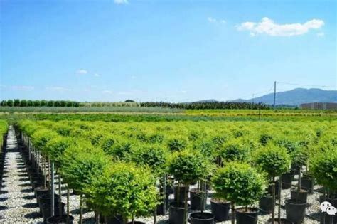 2022年中国观赏苗木行业发展现状及市场规模分析 种植面积与销售额均位列第一【组图】_行业研究报告 - 前瞻网