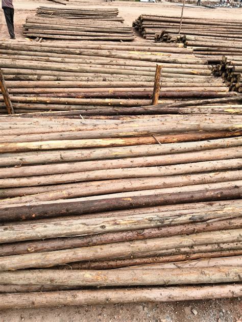 直供 山场山坡绿化杉木撑杆 小原木小头8公分 4米长 园林木杆撑-阿里巴巴