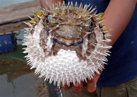 Le fugu traditionnel en danger | Agence Science-Presse