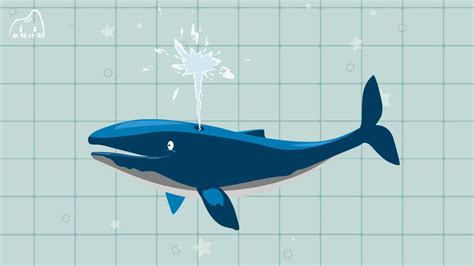 动物世界：刚出生的鲸鱼宝宝居然有这么大！