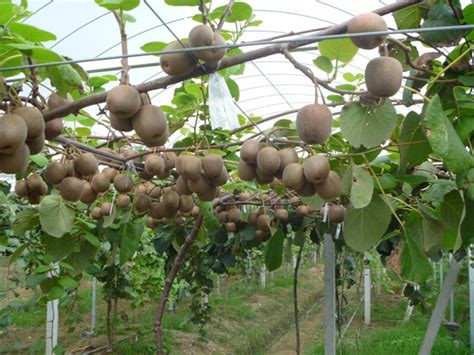 猕猴桃树苗什么时候种植最好？猕猴桃树苗种植方法-种植技术-中国花木网