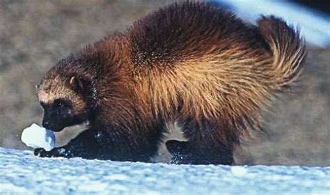黑足雪貂灭亡10年又被发现，1年吃100只土拔鼠，直接霸占犬鼠的窝 - 知乎