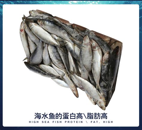 沿海厂家供应鲜活冷冻鱼沙丁鱼 食用海产鱼类 整鱼沙丁鱼批发-阿里巴巴