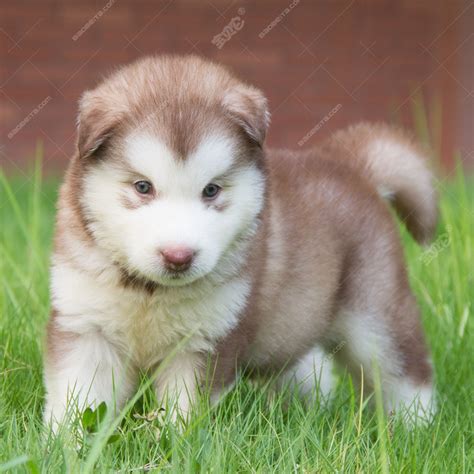 阿拉斯加幼犬图片 阿拉斯加小狗图片大全-宠物王