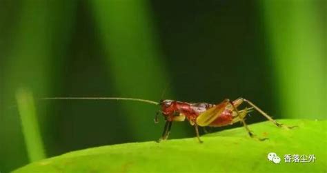 小蜉科-世界昆虫410科野外-图片
