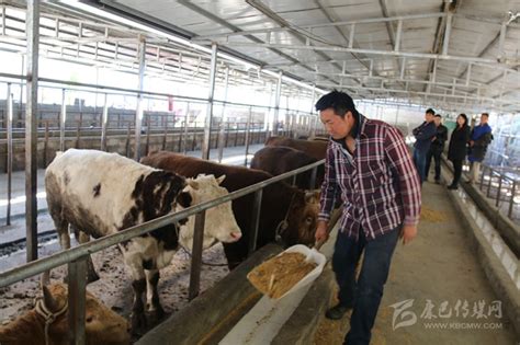 抱团养殖“致富牛” - 甘孜藏族自治州人民政府网站