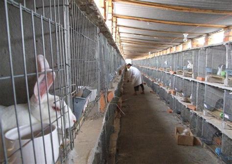 云南那里有养兔子獭兔养殖场_云南那里有养兔子_祥和种兔繁育基地