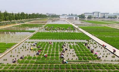 江苏扬州：栽插水稻秧苗-人民图片网