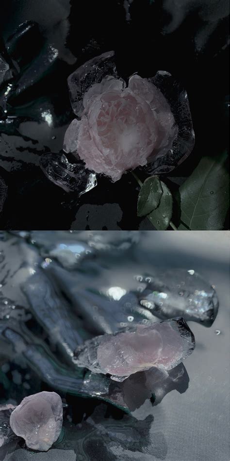 冰玫瑰|摄影|静物|PenPA - 原创作品 - 站酷 (ZCOOL)