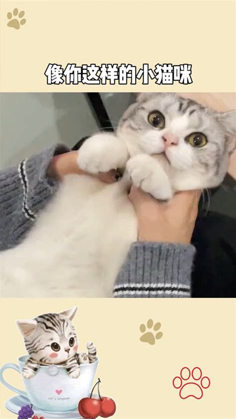 猫咪妈妈抱小猫咪素材图片图片免费下载_PNG素材_编号18mindxkd_图精灵