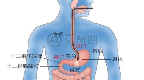 贲门的位置图图片