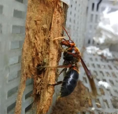 擎蜂图片