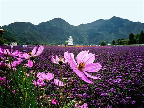 2018人间花海薰衣草庄园_旅游攻略_门票_地址_游记点评,密云旅游玩乐推荐 - 去哪儿攻略社区