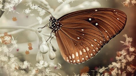 蝴蝶的生活习性，主要有以下四个方面 - 农敢网