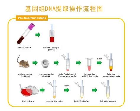 基因组DNA提取服务_分子生物学实验-上海研谨生物科技有限公司