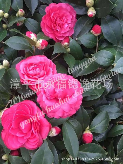 茶花大红六角图片