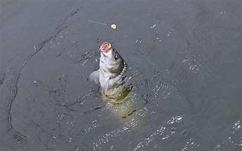 野钓鲤鱼的最佳方法和技巧 - 钓技 - 酷钓鱼