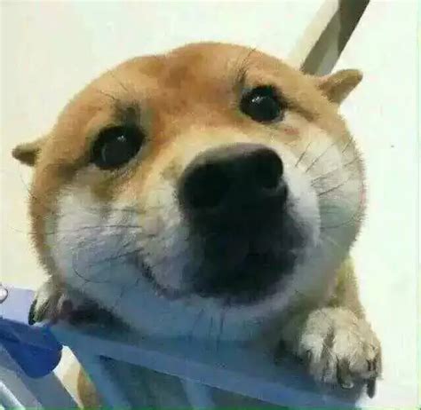 犯贱头像非主流狗