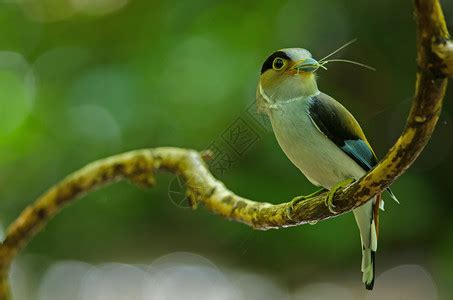 树枝上的彩色鸟银胸阔嘴鹬Serilophuslunatus高清图片下载-正版图片307299281-摄图网