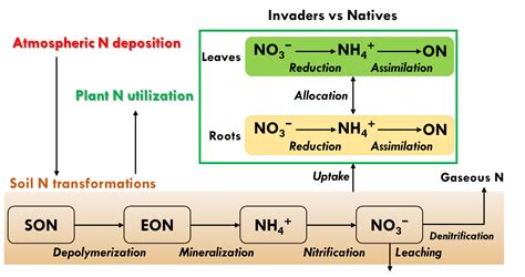 不同施氮方式对向日葵氮肥利用效率的影响①