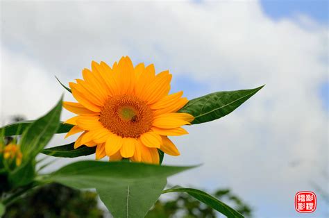 艳阳高照图片