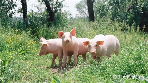 猪场实用！母猪发情鉴定和适时配种的六个关键点！_公猪