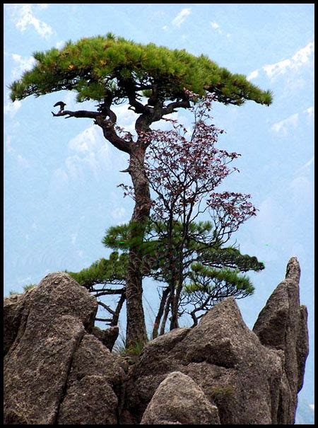 春天里清新的松树枝高清图片下载-正版图片500847457-摄图网