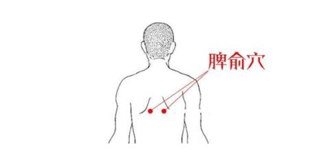脾俞的准确位置图图片 脾俞的准确位置图图片