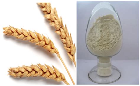 小麦高代育种品系的蛋白质含量和淀粉组分与面粉糊化特性相关性分析