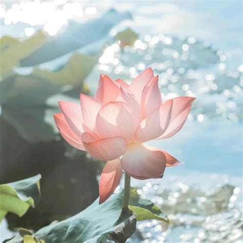 头像非主流脱俗